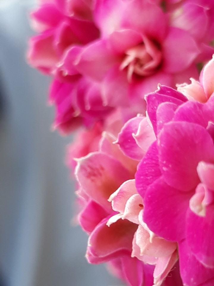 Flowers are Beauty