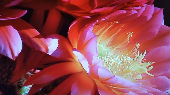Catus Flowering So Beautiful
