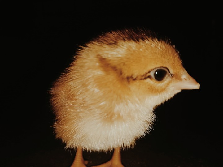 duck like chick