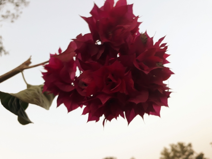 flower