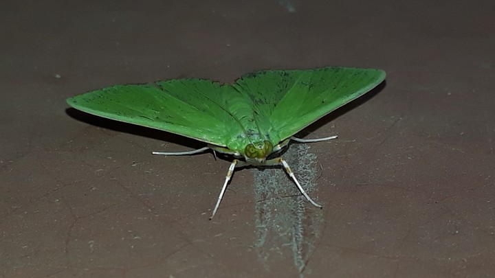 Green Butterfly