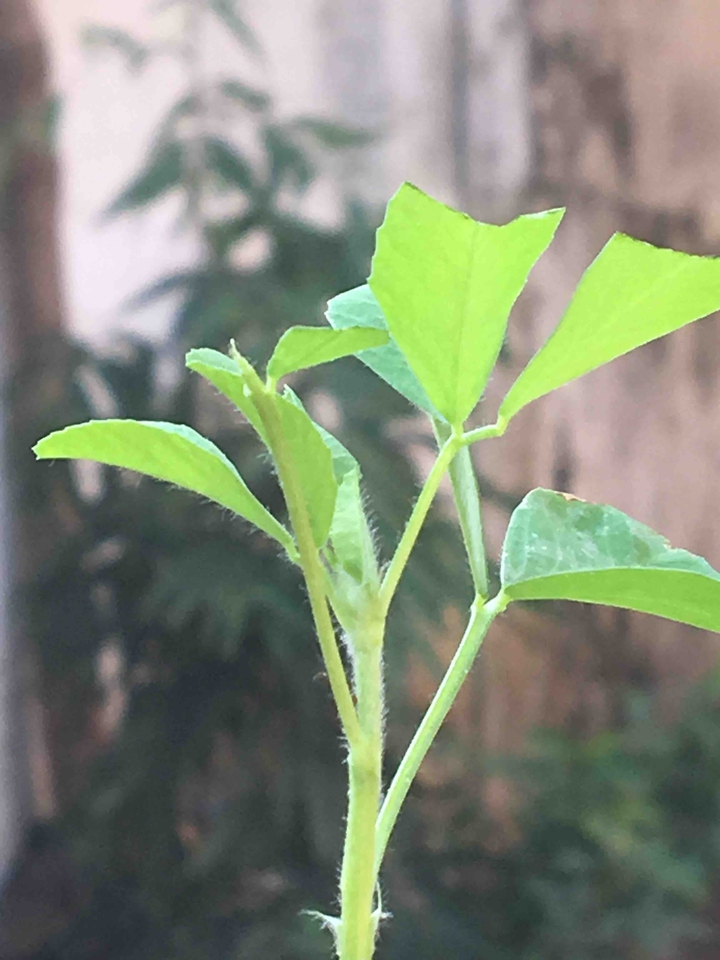 Nature love
