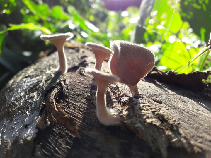 efg