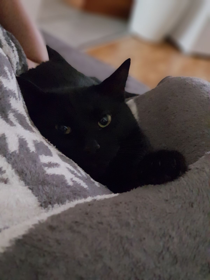 le chat de ma maman