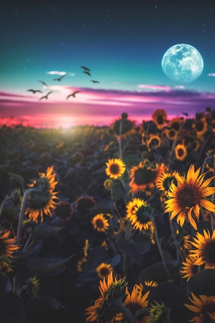plantação de sol