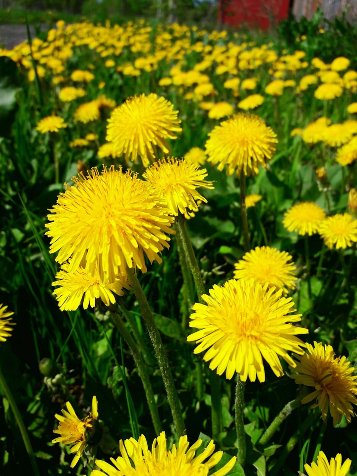 dandelions