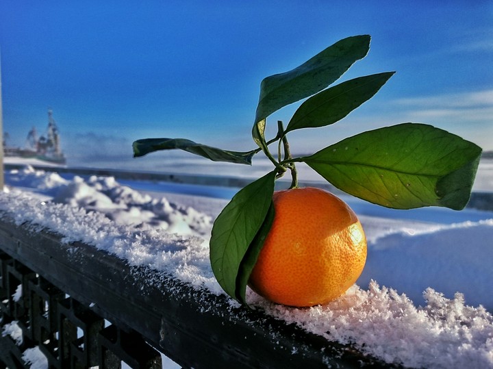 Siberian mandarin