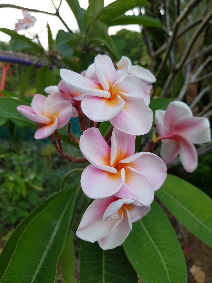Frangipani