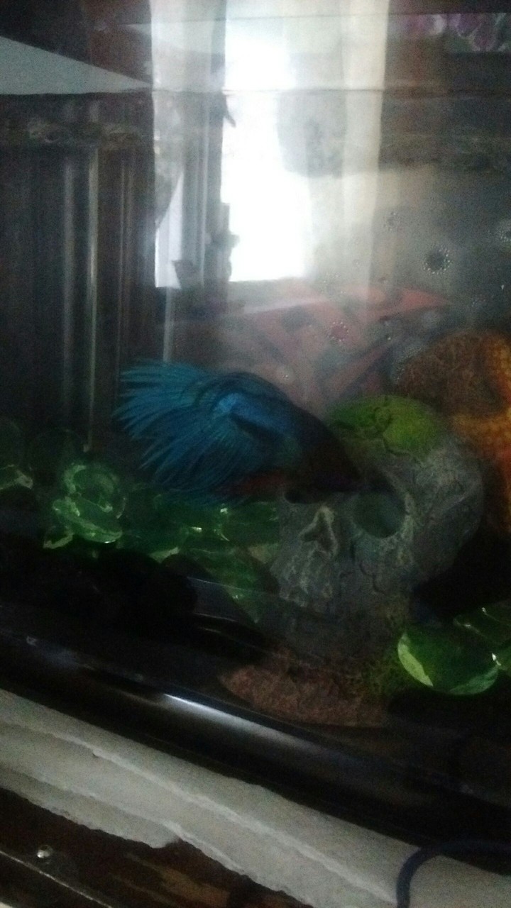 Male Betta Fish