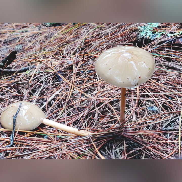mushroom!