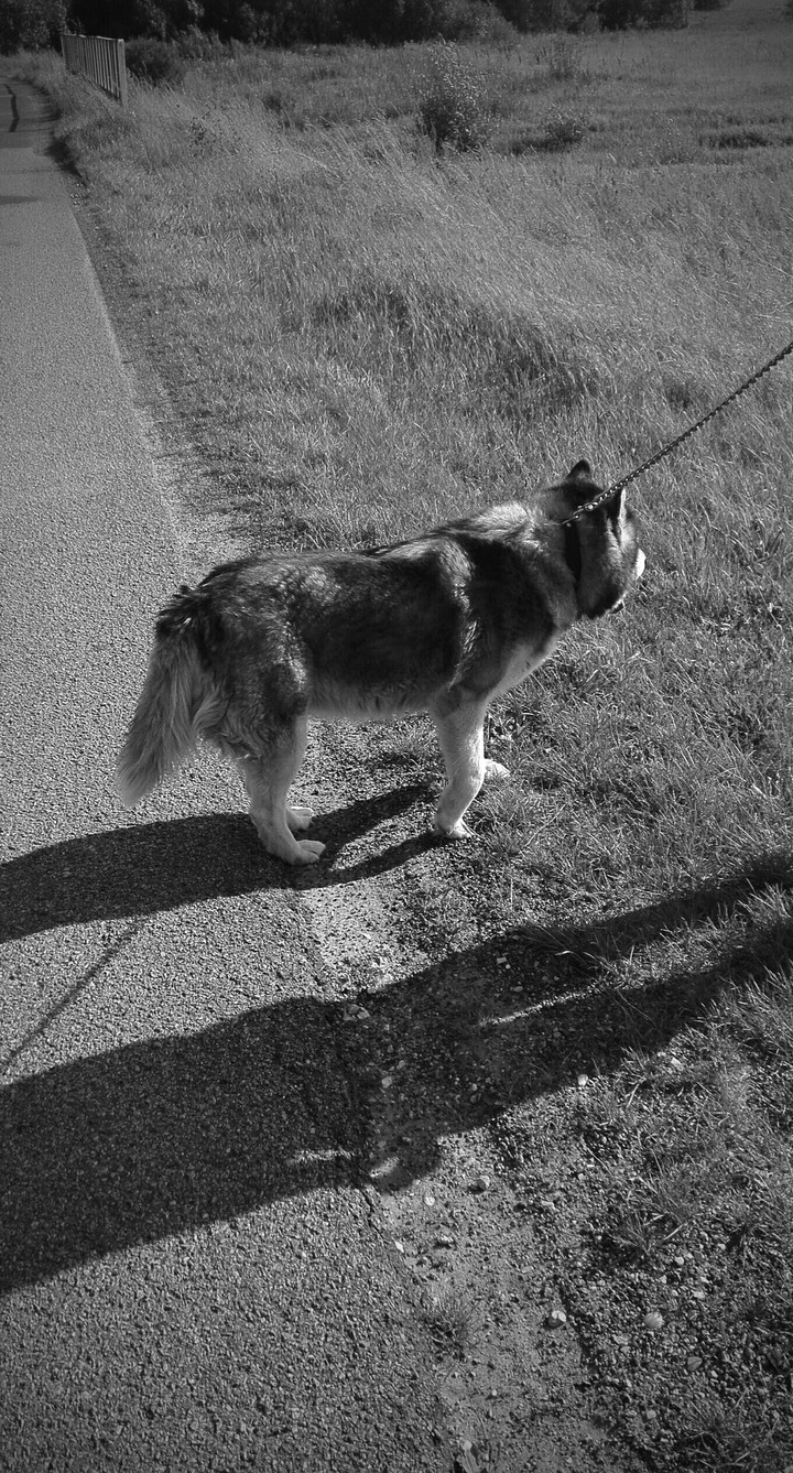 Husky