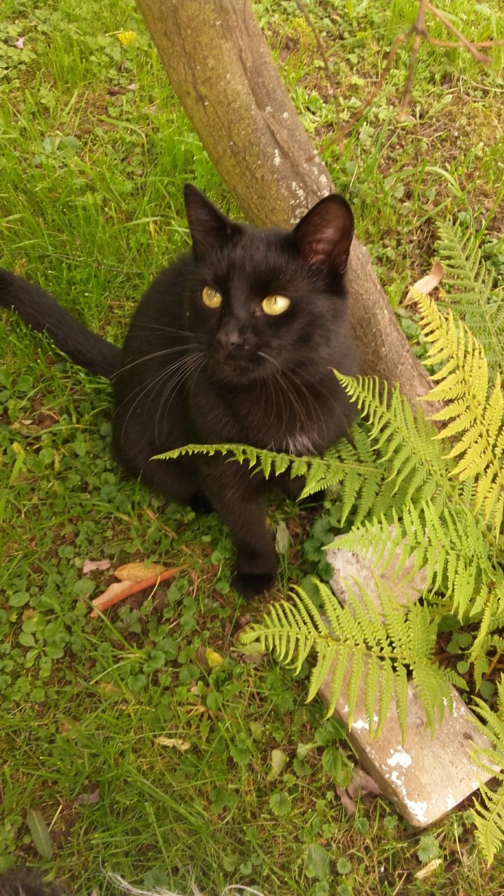 cat