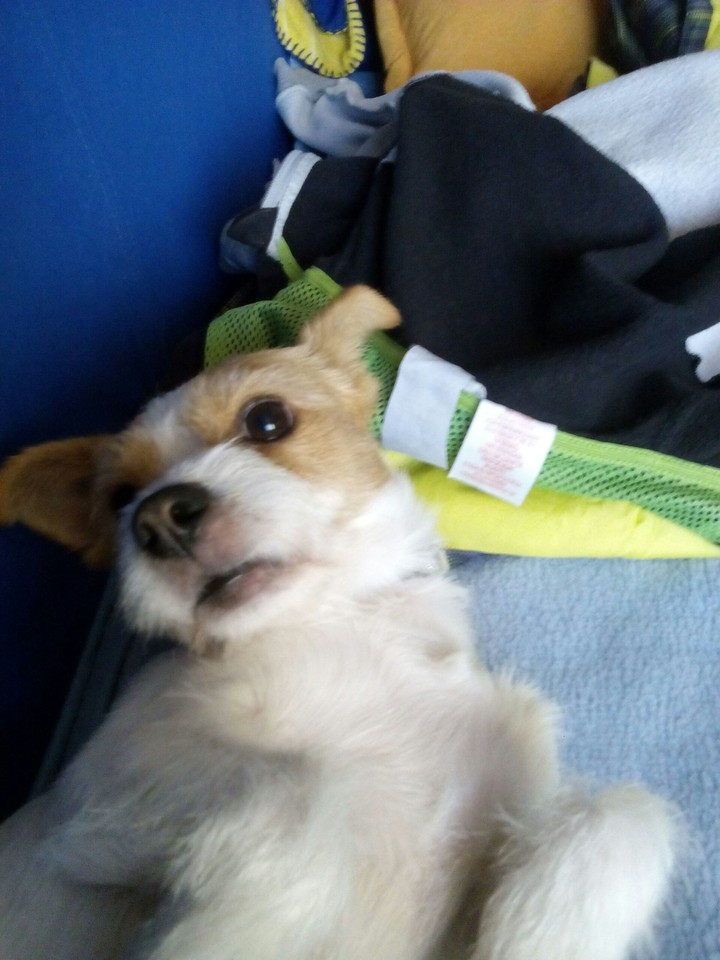 Dog Hau Hau Pies