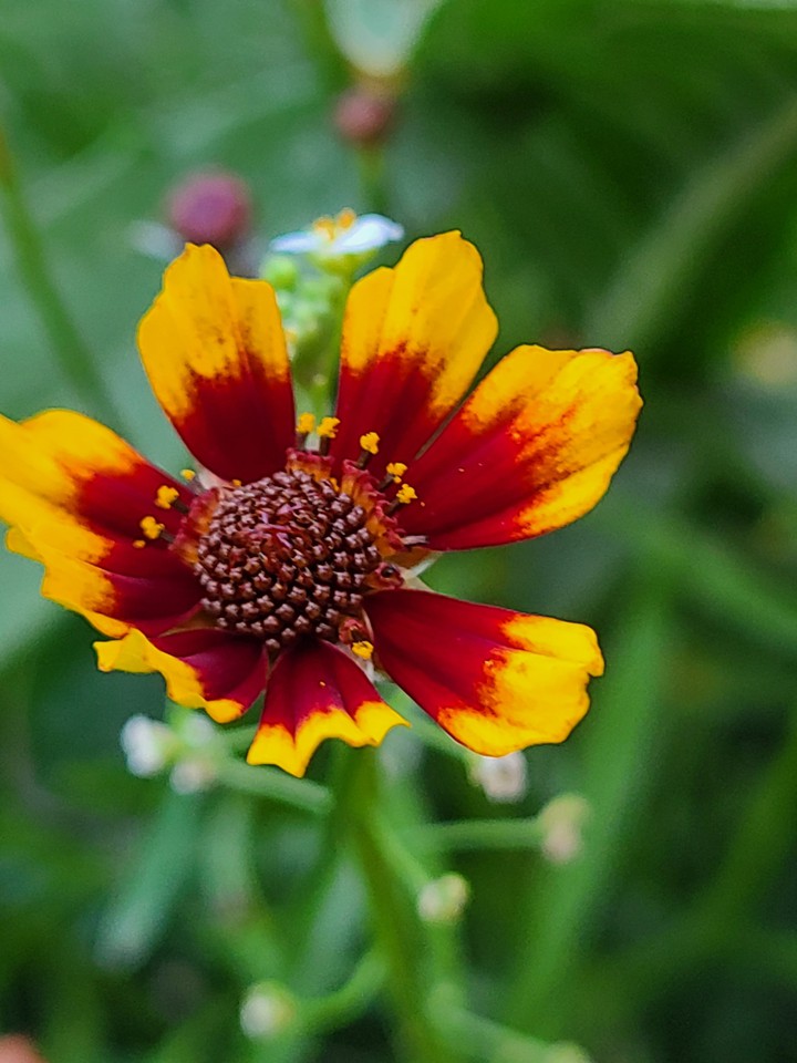 Wildflower
