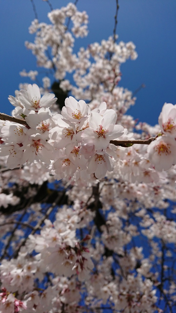 SAKURA