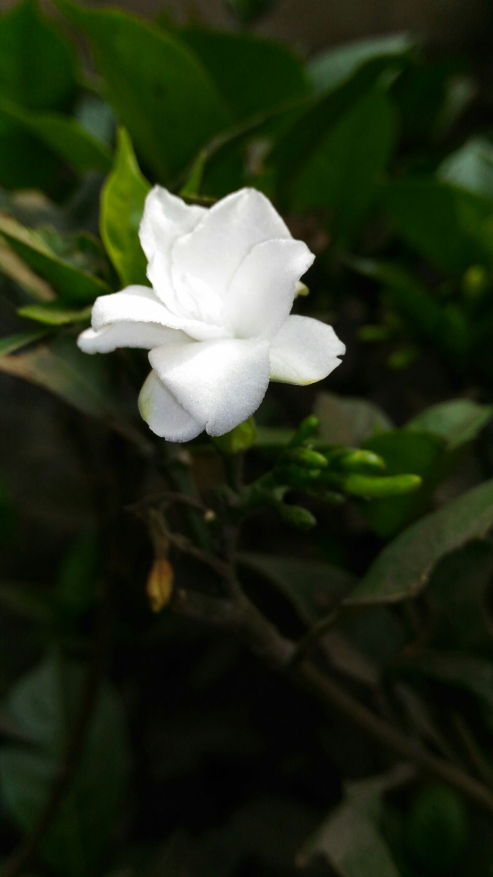 world of flowers