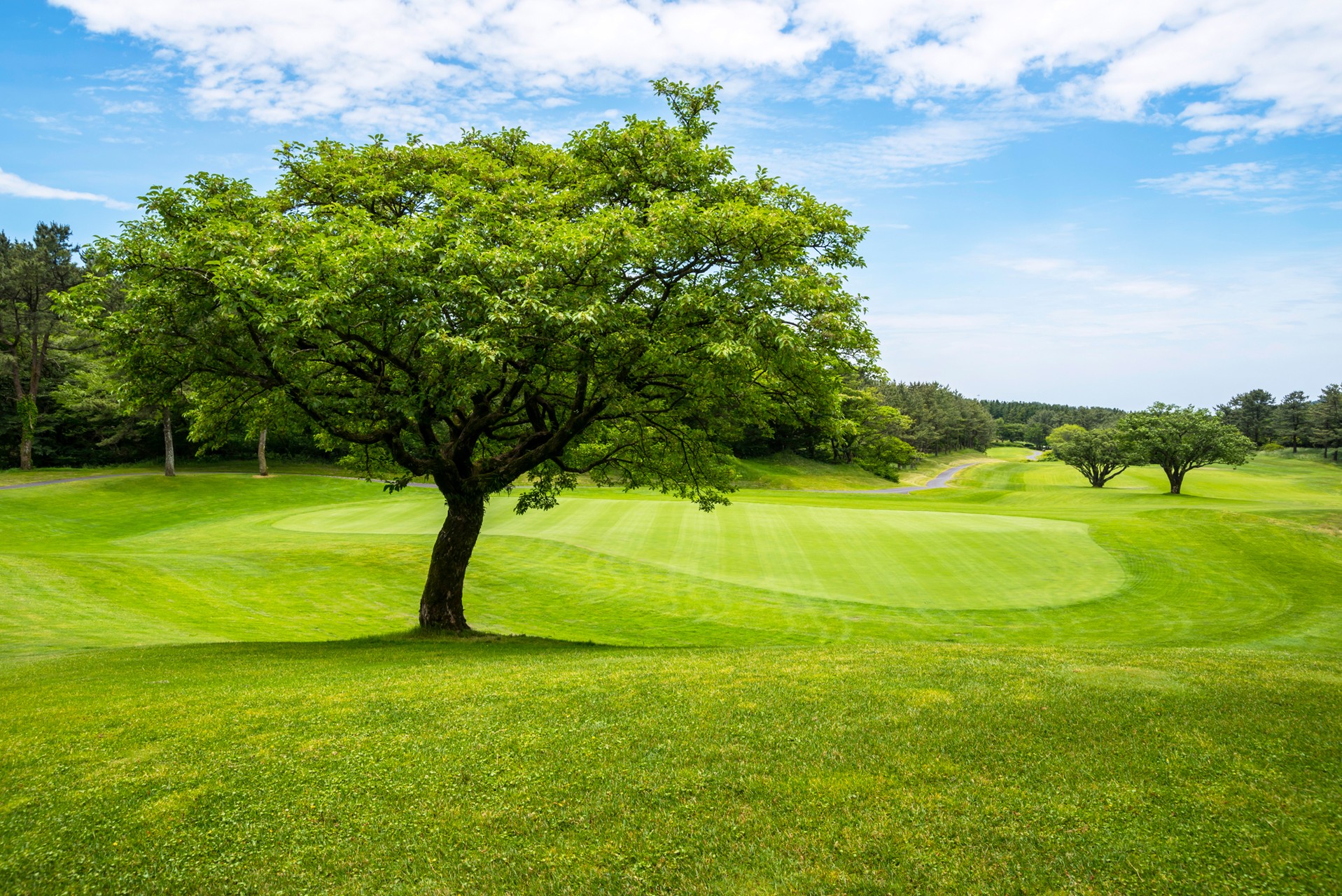 tree and turf