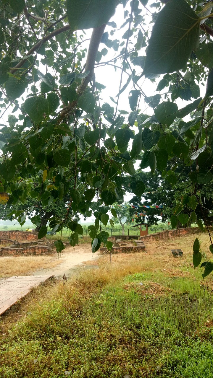 Telaurakot