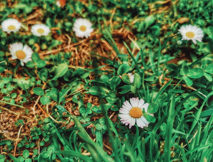 flowers