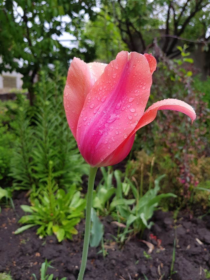 wet tulip
