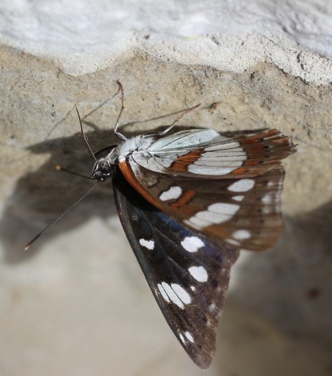 fonds d'écran moth, admirals