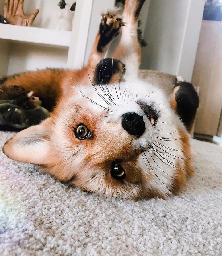 fox