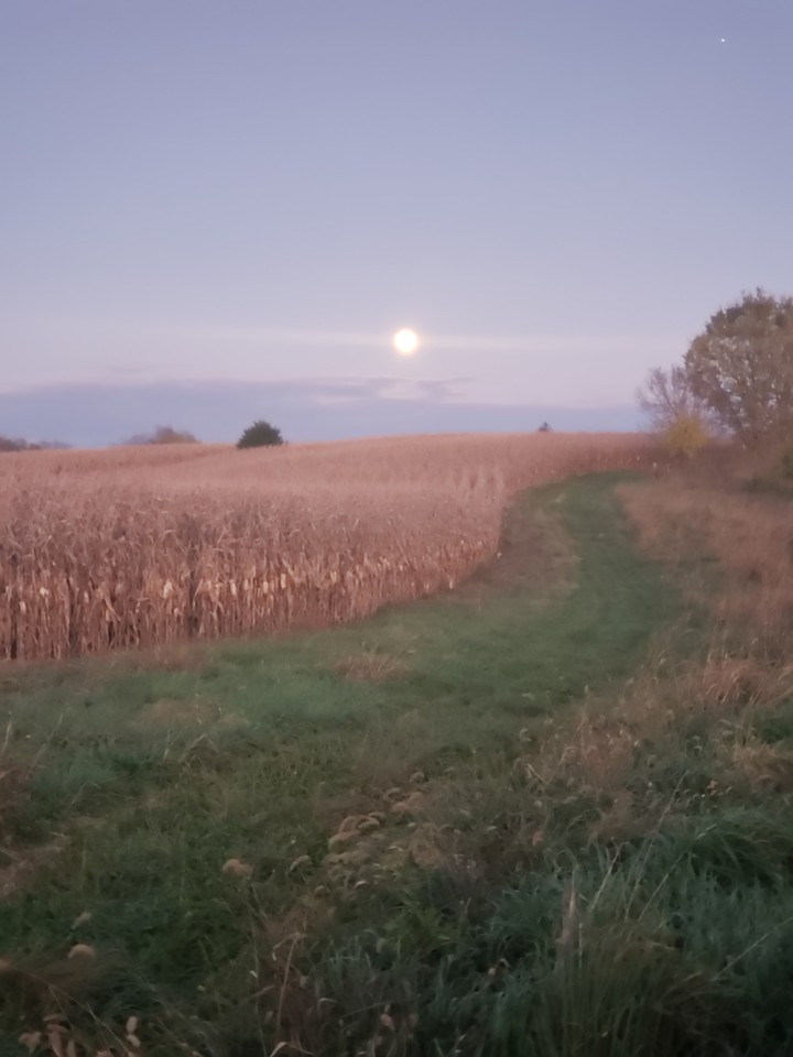 blue moon of Kentucky