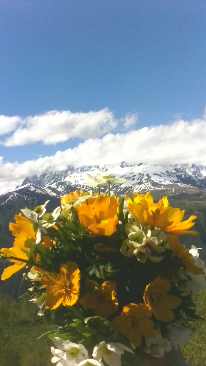 flowers