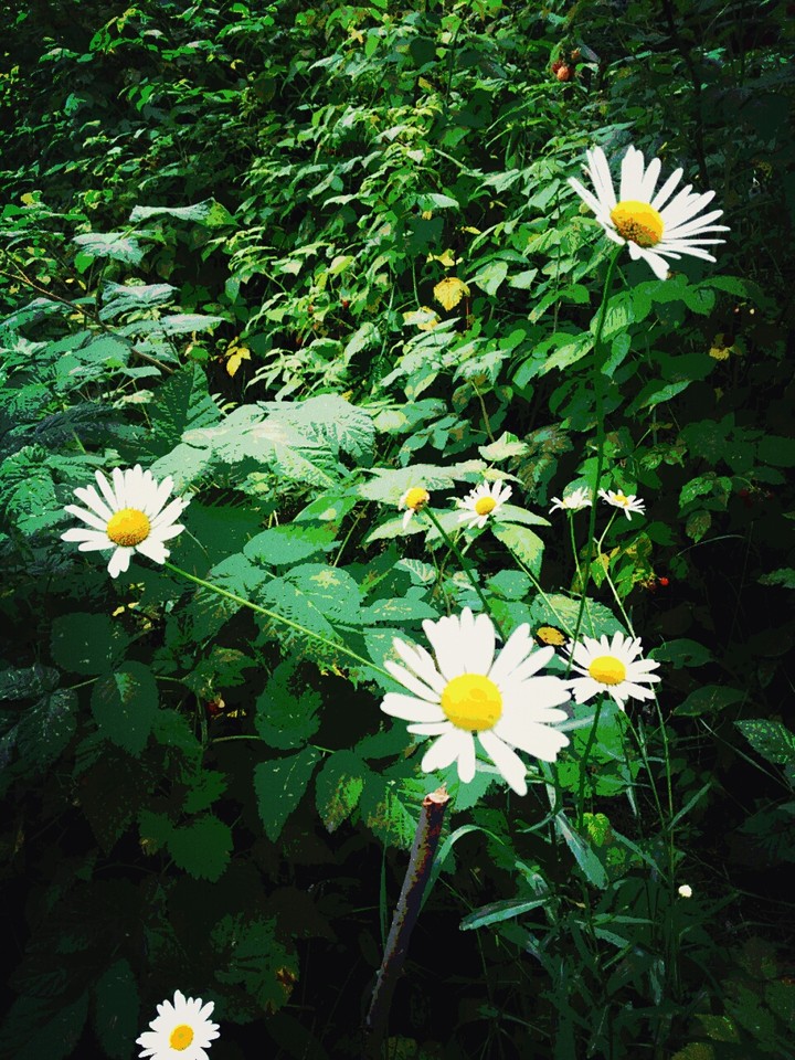 summer