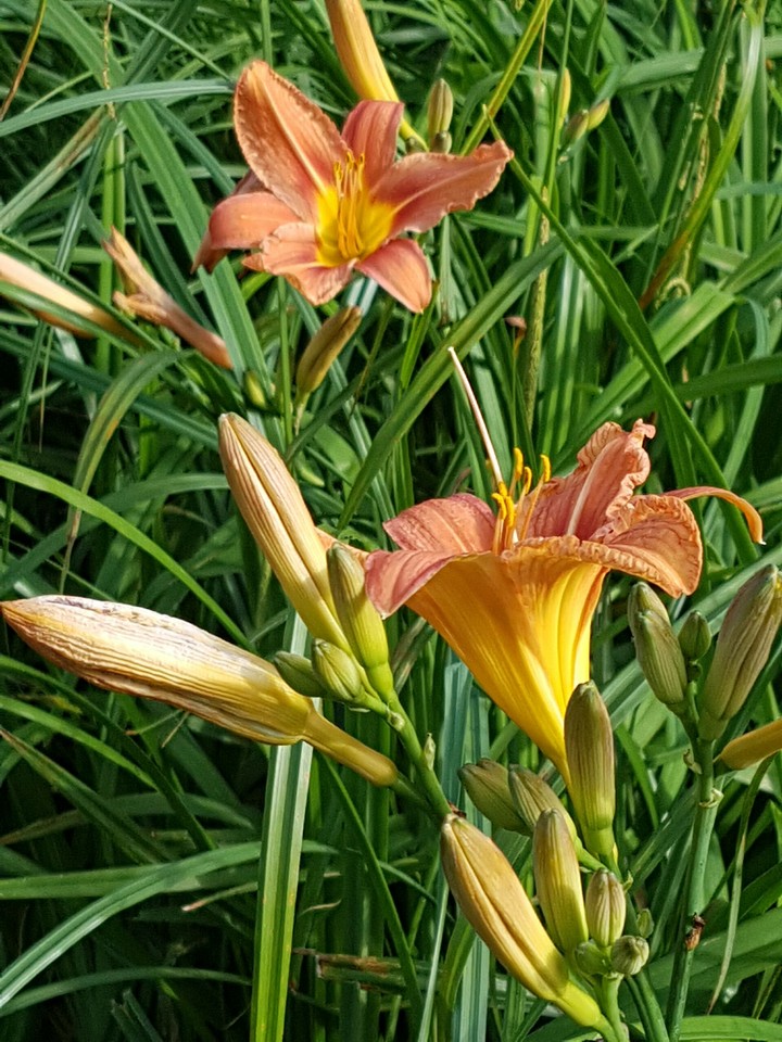 fleur de lys