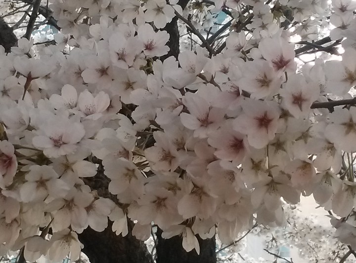 벚꽃
