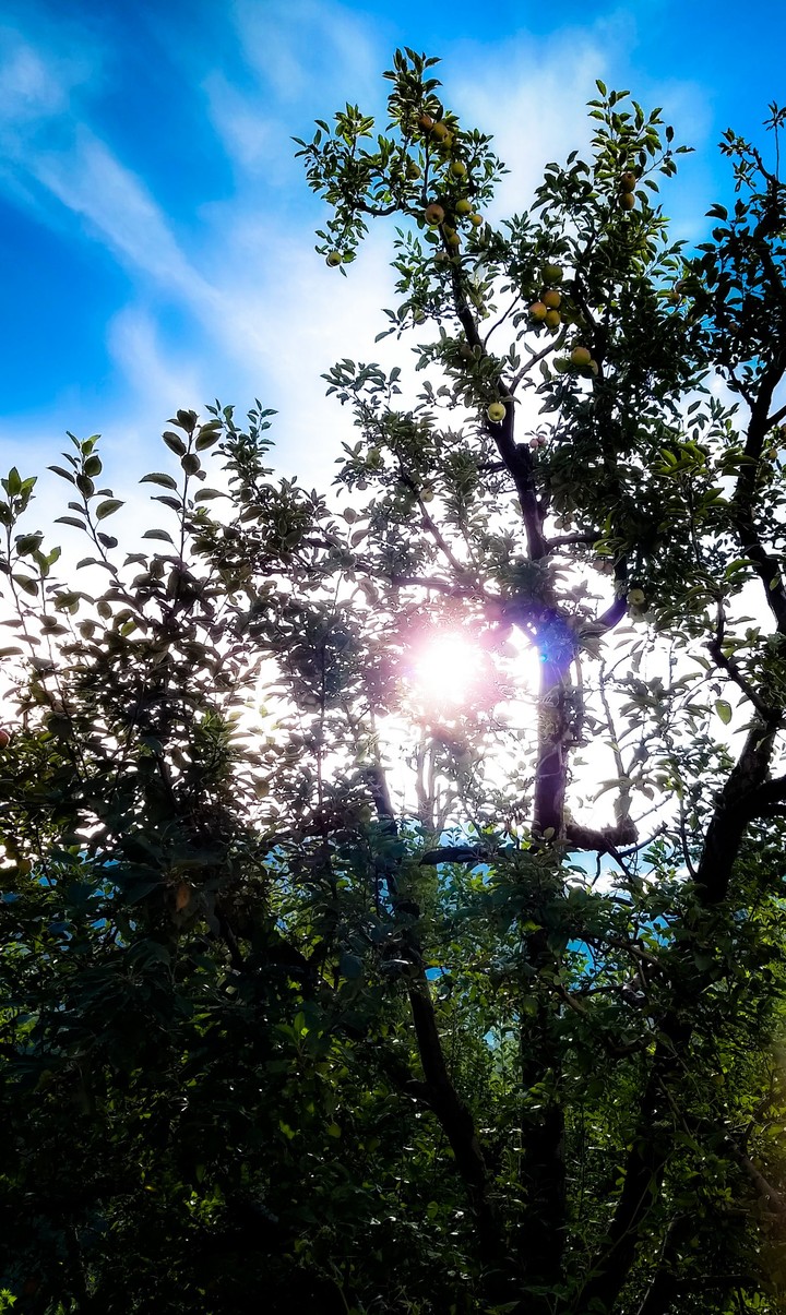 Apple tree