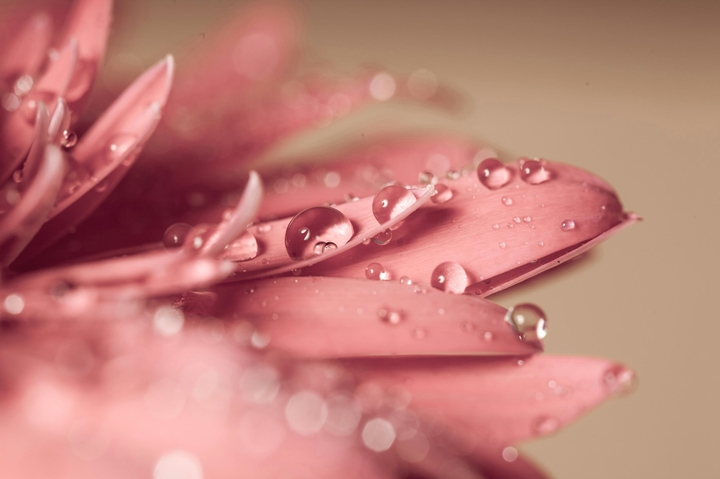rose flower