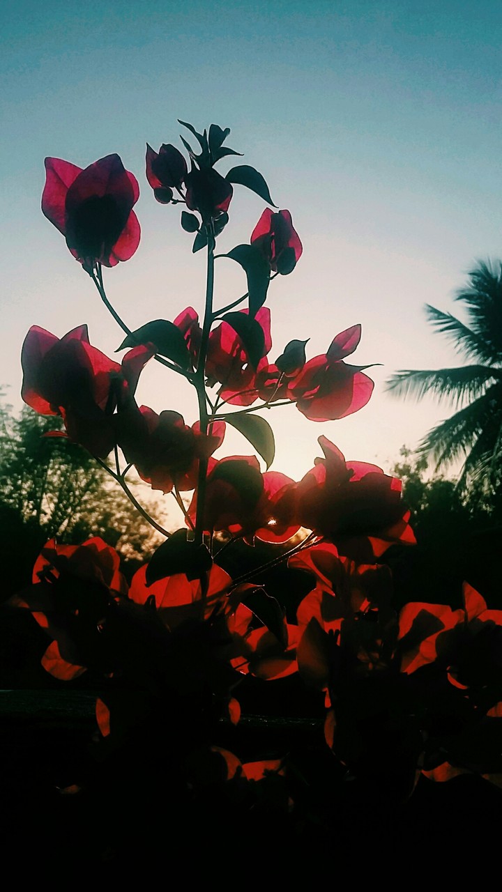 flower
