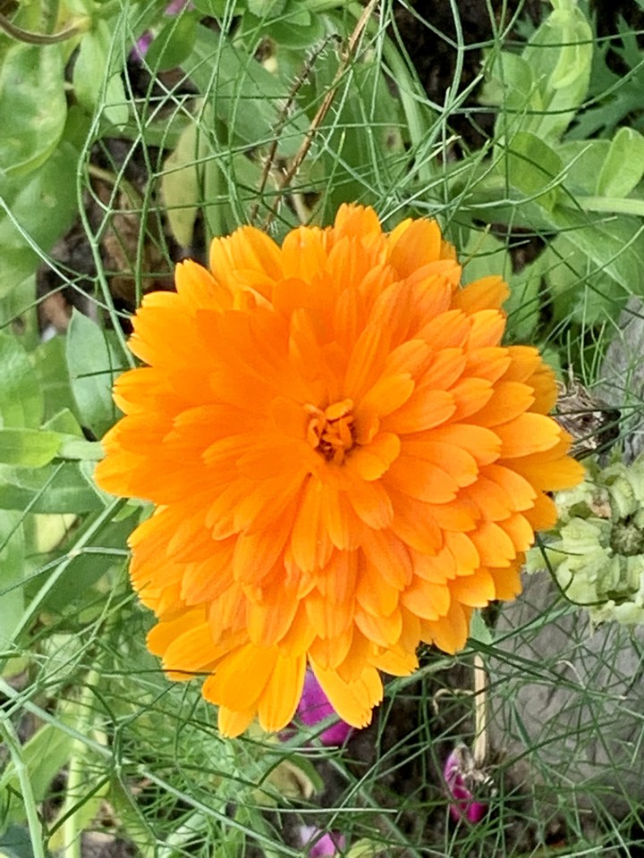 Blumen
