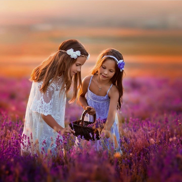Lavender field