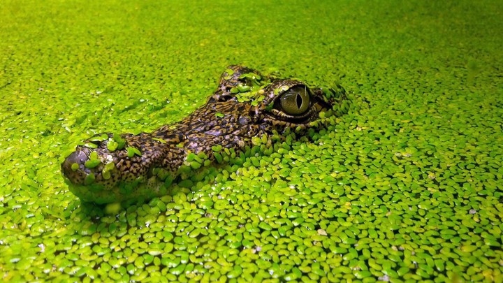 crocodile