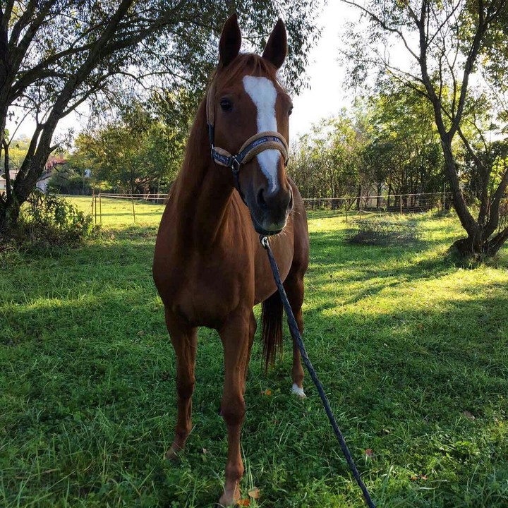 horse4