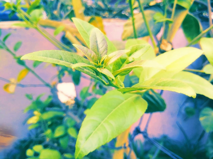 green_leaves