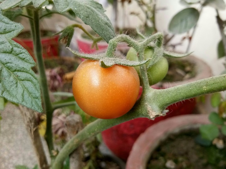 Baby Tomato