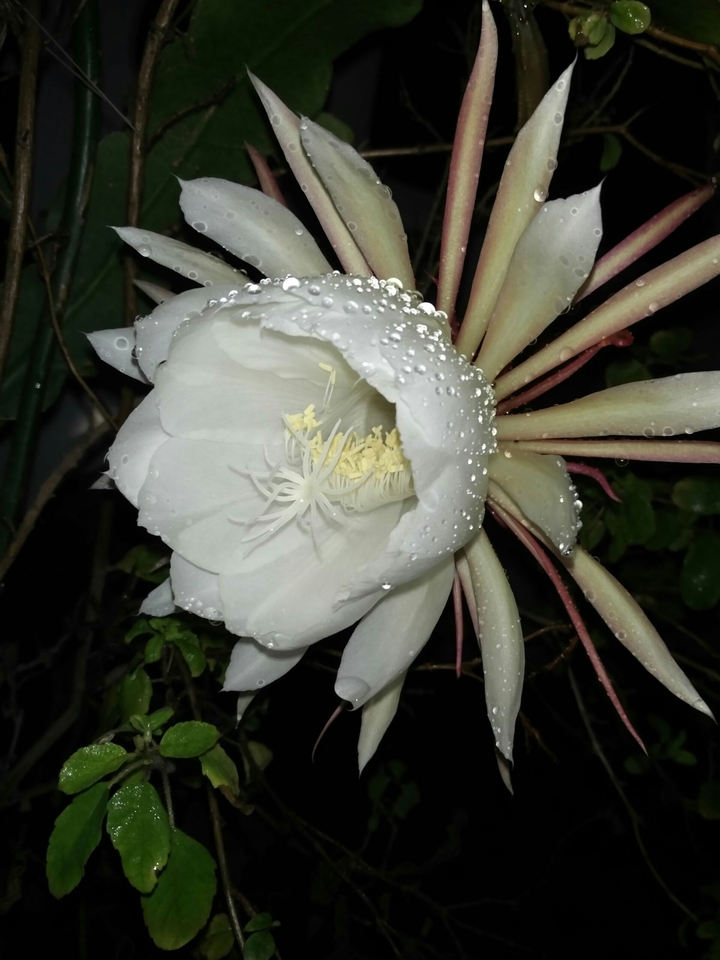 Brahmakamala flower