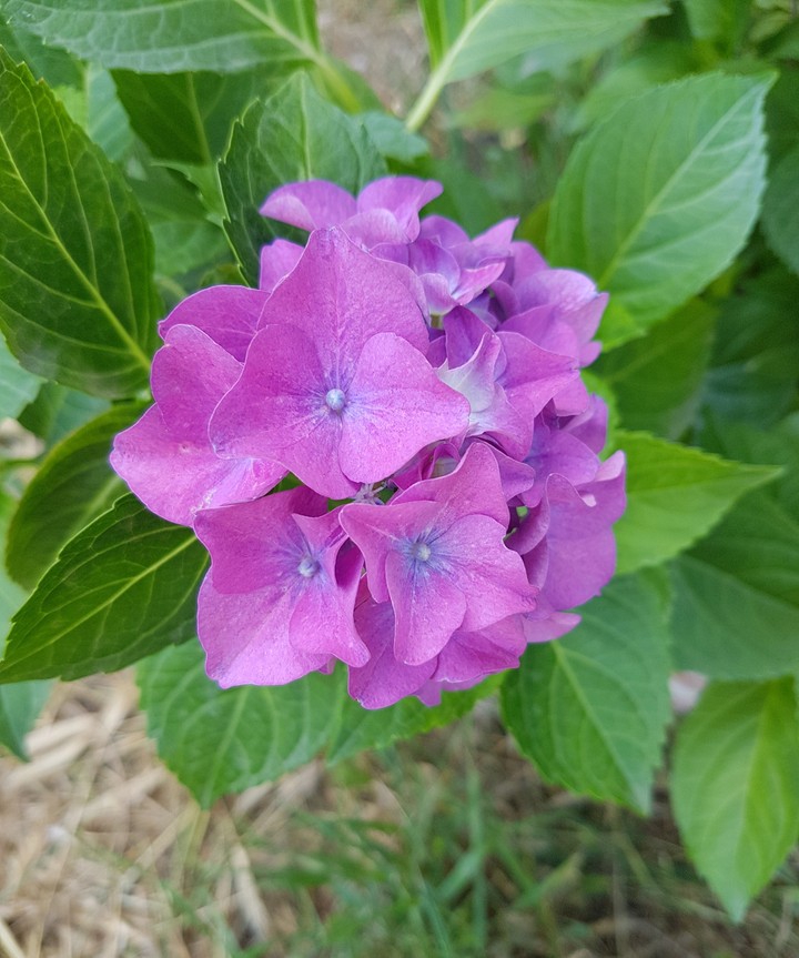 Hortensia