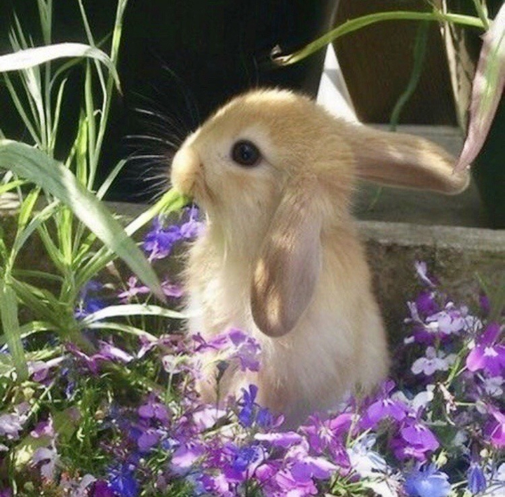 토끼rabbit