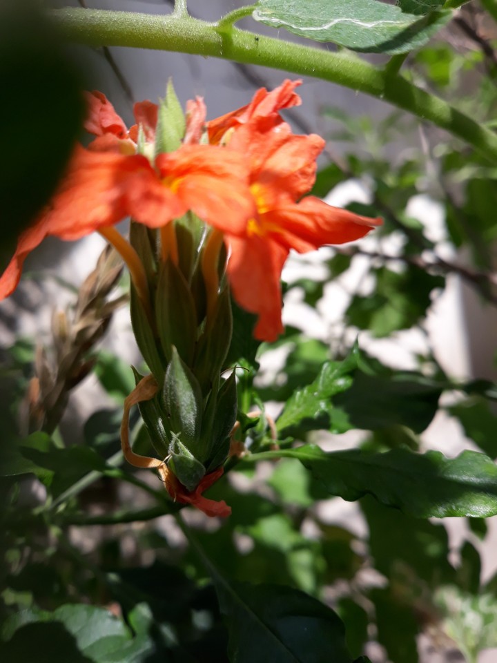 cossandra infundibuliformis
