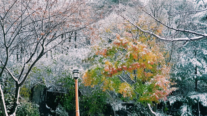 Snowy Morning
