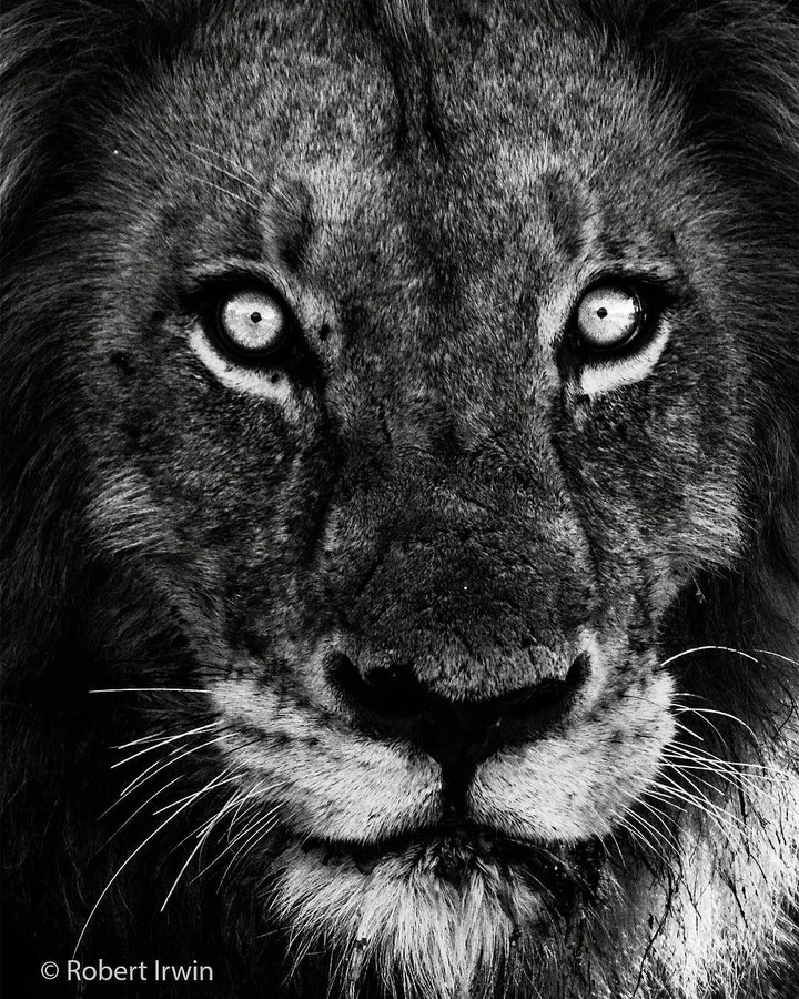 lion
