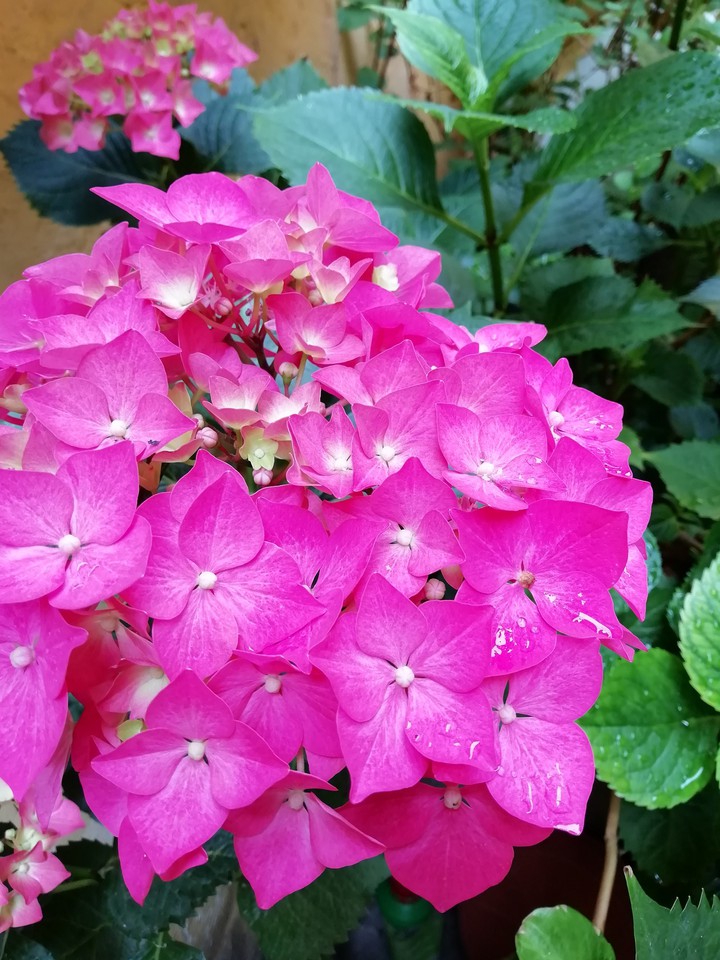 Hortensie