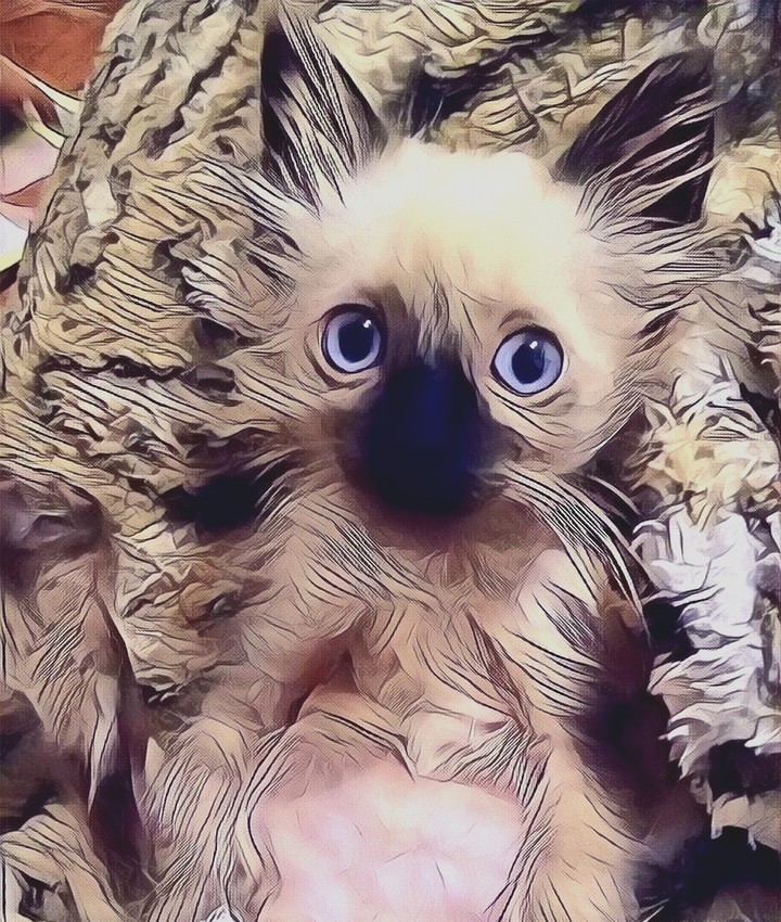 cat
