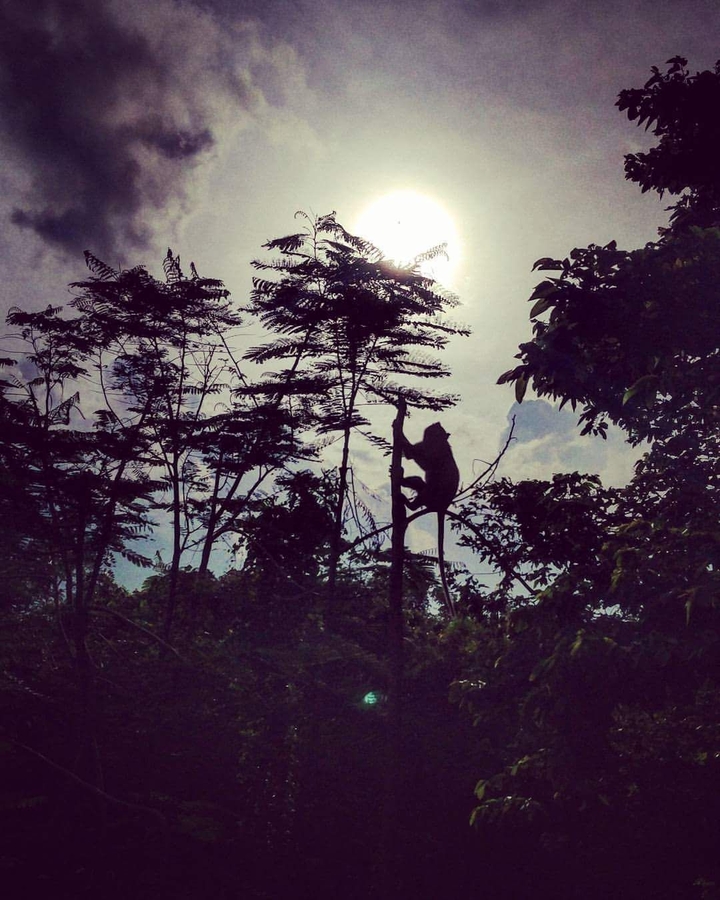 silhouette