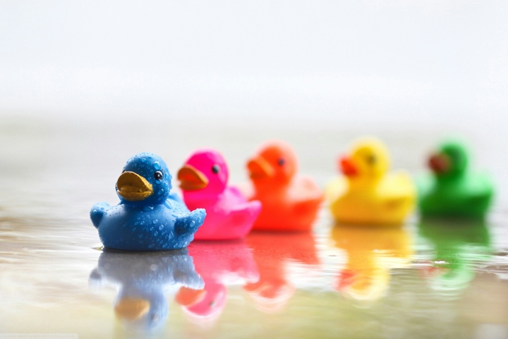 Colourful Ducks !!!